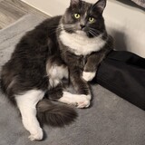 Entry image for Dolly