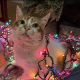 Entry image for Tigger