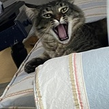 Entry image for Bodhi