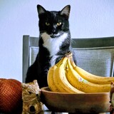 Entry image for Purr-sephone