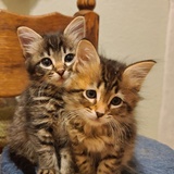 Entry image for Gwendolyn & Amelia 