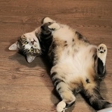 Entry image for Meep