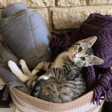 Entry image for Buffy