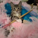 Entry image for Spirit