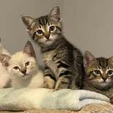 Entry image for Blizzard, Frost, Flurry, Ben, & Jeri