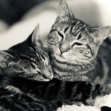 Entry image for Lilo & Nani