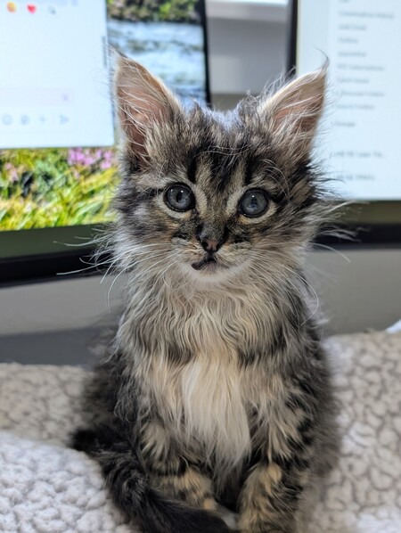 Entry image for Beatrix. Clicking this image will show a larger photo