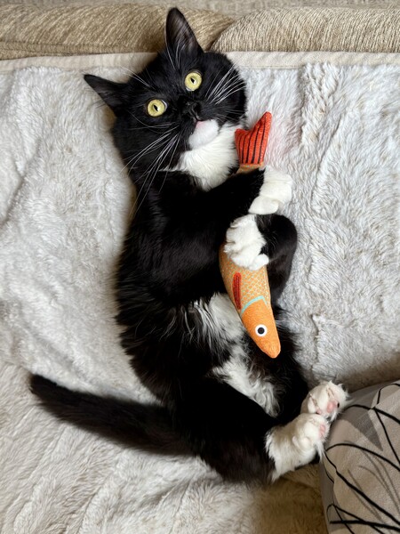 Entry image for Jojo. Clicking this image will show a larger photo