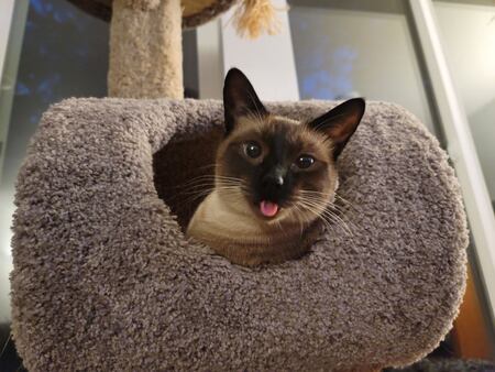 Entry image for Kirby. Clicking this image will show a larger photo