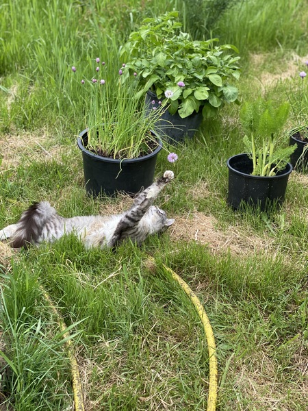 Entry image for Loki. Clicking this image will show a larger photo