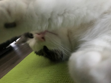 Entry image for Junior. Clicking this image will show a larger photo