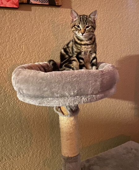 Entry image for Gamora. Clicking this image will show a larger photo