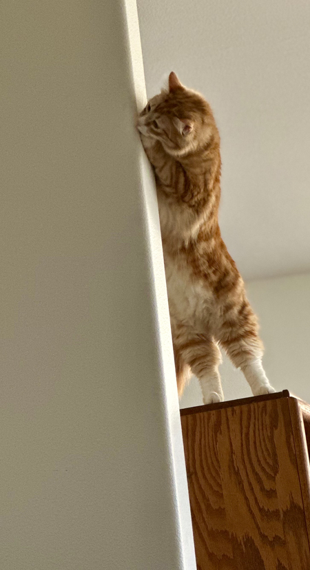 Entry image for Manny. Clicking this image will show a larger photo