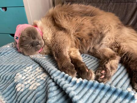 Entry image for Sophie. Clicking this image will show a larger photo