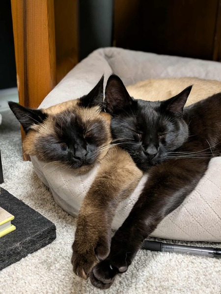 Entry image for LiliKoi & Cardamom. Clicking this image will show a larger photo