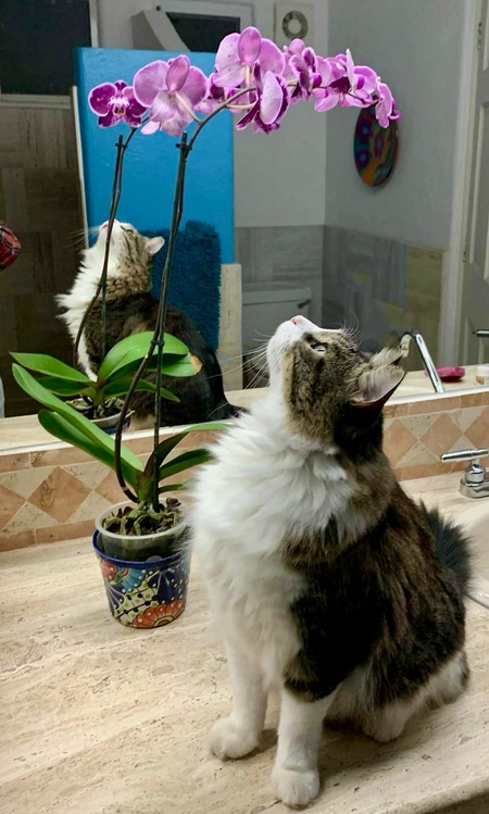 Entry image for King Roy . Clicking this image will show a larger photo