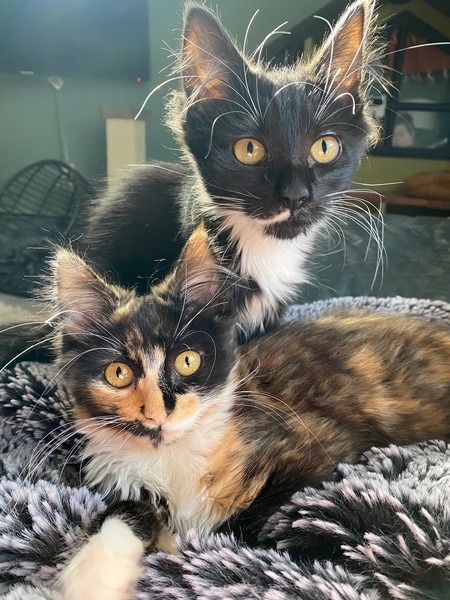 Entry image for Nebula & Nova. Clicking this image will show a larger photo