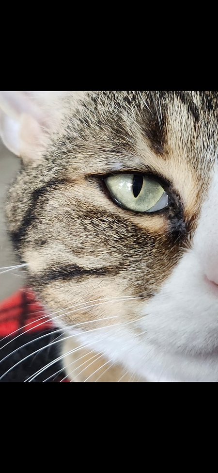 Entry image for Emerson. Clicking this image will show a larger photo