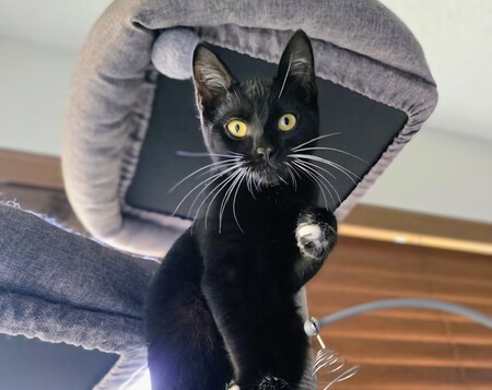 Entry image for Orion. Clicking this image will show a larger photo