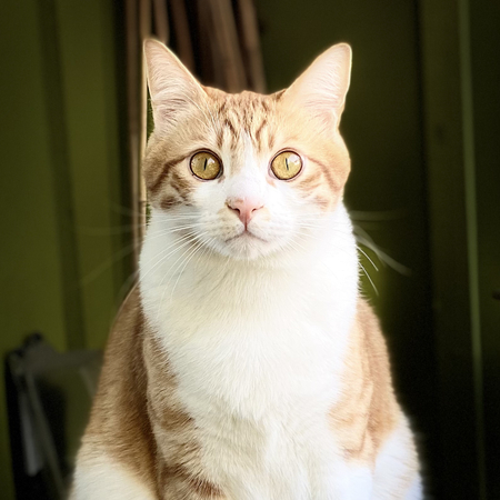 Entry image for Hemi. Clicking this image will show a larger photo