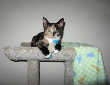 Entry image for Kunar. Clicking this image will show a larger photo