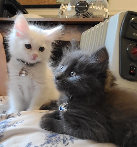 Entry image for Marilyn Monroe & Richard Burton. Clicking this image will show a larger photo