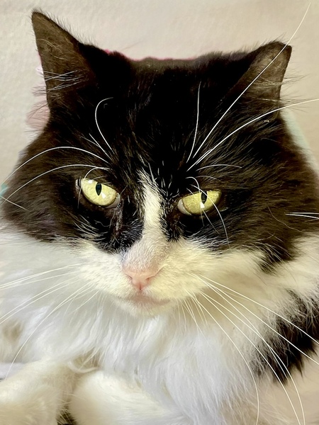 Entry image for Walter. Clicking this image will show a larger photo