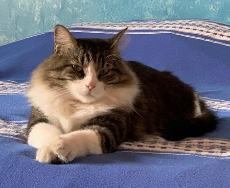 Entry image for King Roy . Clicking this image will show a larger photo