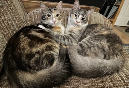 Entry image for Gabby & Pippin. Clicking this image will show a larger photo