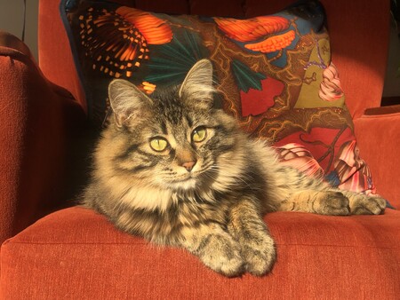 Entry image for Mac. Clicking this image will show a larger photo