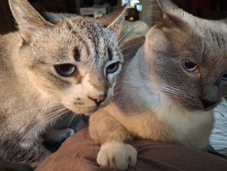 Entry image for Lily & Blue. Clicking this image will show a larger photo