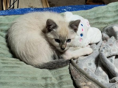 Entry image for Shiz. Clicking this image will show a larger photo