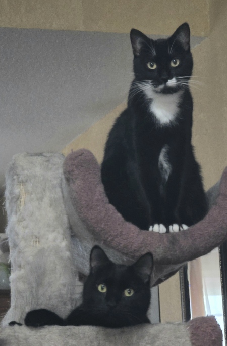 Entry image for Everest & Ferdinand. Clicking this image will show a larger photo