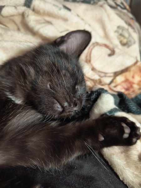 Entry image for Elphaba. Clicking this image will show a larger photo