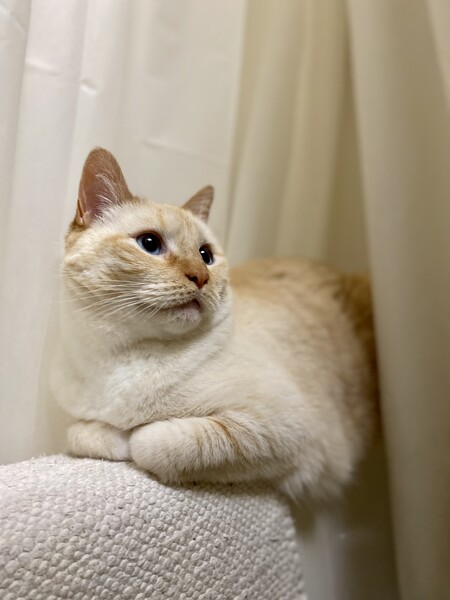 Entry image for Angel. Clicking this image will show a larger photo