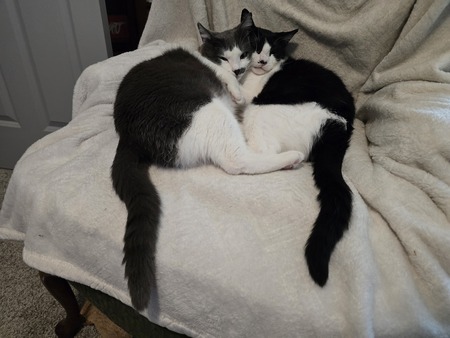 Entry image for Zeke & George. Clicking this image will show a larger photo