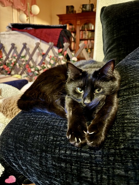 Entry image for Morticia. Clicking this image will show a larger photo