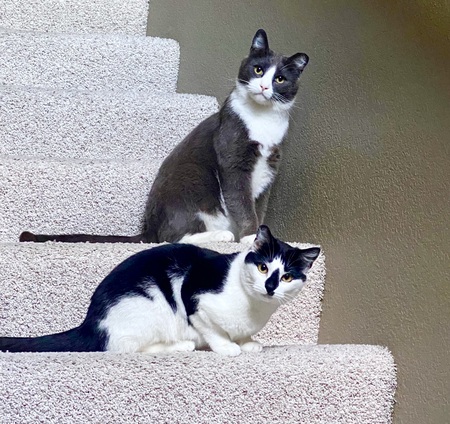 Entry image for Bonnie & Clyde. Clicking this image will show a larger photo