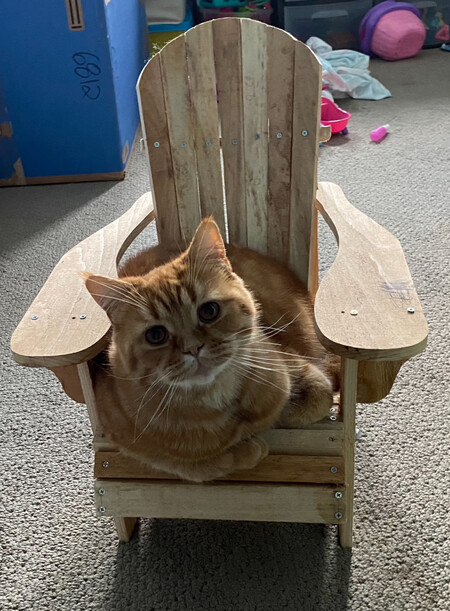 Entry image for Pumpkin. Clicking this image will show a larger photo