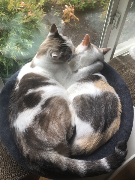 Entry image for Otis & Pearl. Clicking this image will show a larger photo