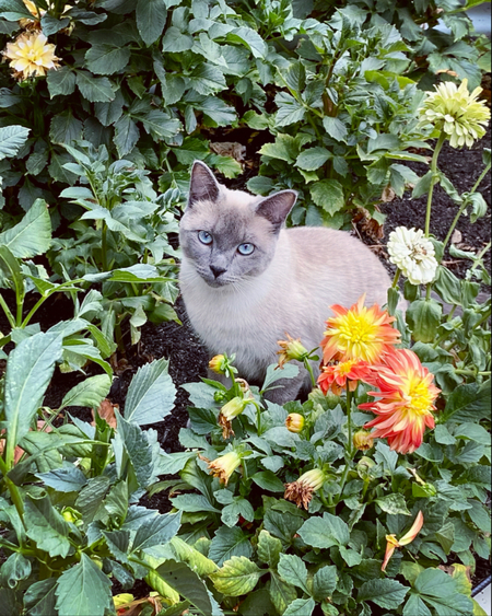 Entry image for Lily. Clicking this image will show a larger photo