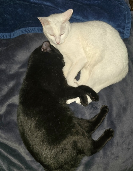 Entry image for Ferdinand & Isabella. Clicking this image will show a larger photo