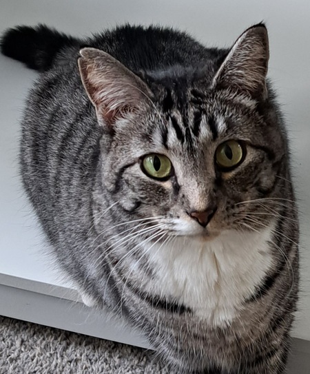 Entry image for Prince Edward L Scissorpaws I . Clicking this image will show a larger photo