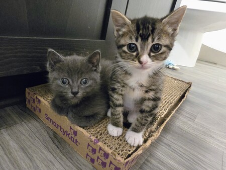 Entry image for Douglas & Juniper. Clicking this image will show a larger photo