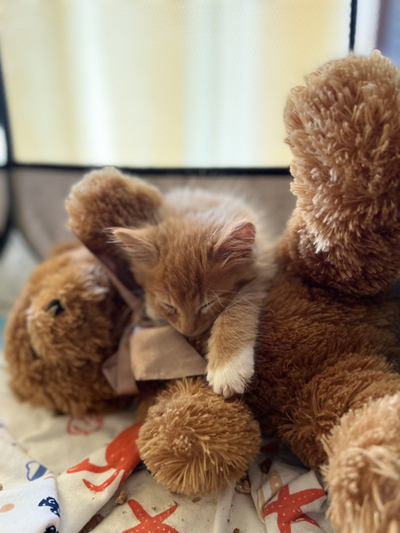 Entry image for Gilligan. Clicking this image will show a larger photo