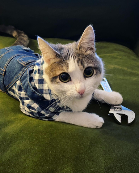 Entry image for Polly. Clicking this image will show a larger photo