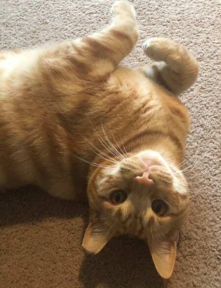 Entry image for Ollie. Clicking this image will show a larger photo