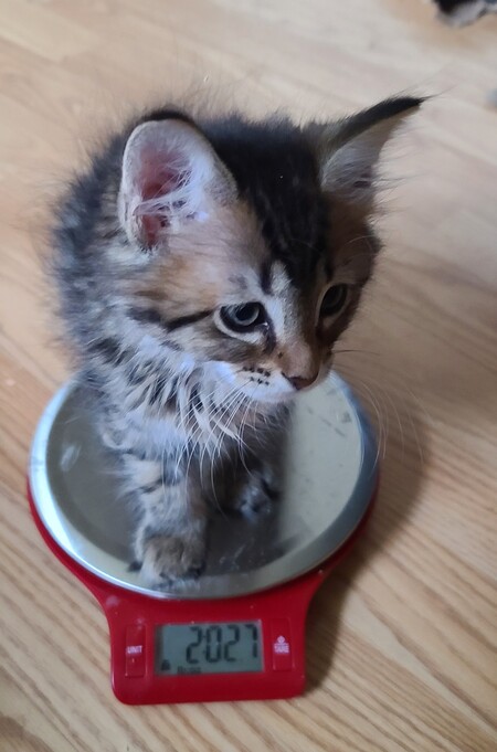 Entry image for Foster Kitty . Clicking this image will show a larger photo