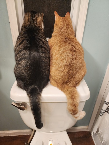 Entry image for Frodo & Mittens. Clicking this image will show a larger photo