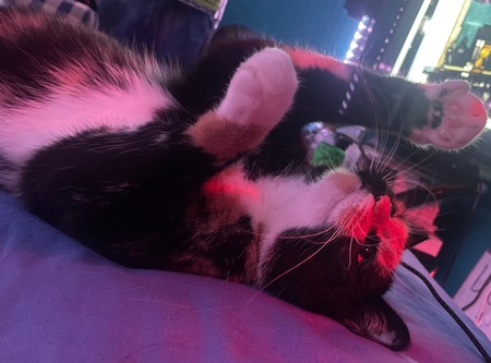 Entry image for Cali Bebes. Clicking this image will show a larger photo